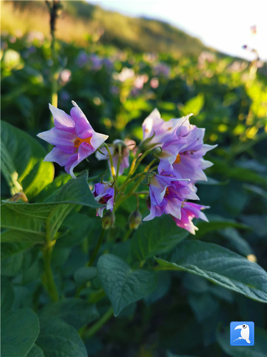 洋芋花开赛牡丹  定西市临洮县太石镇后地湾村。（符缨绮摄）.jpg